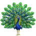 peacock